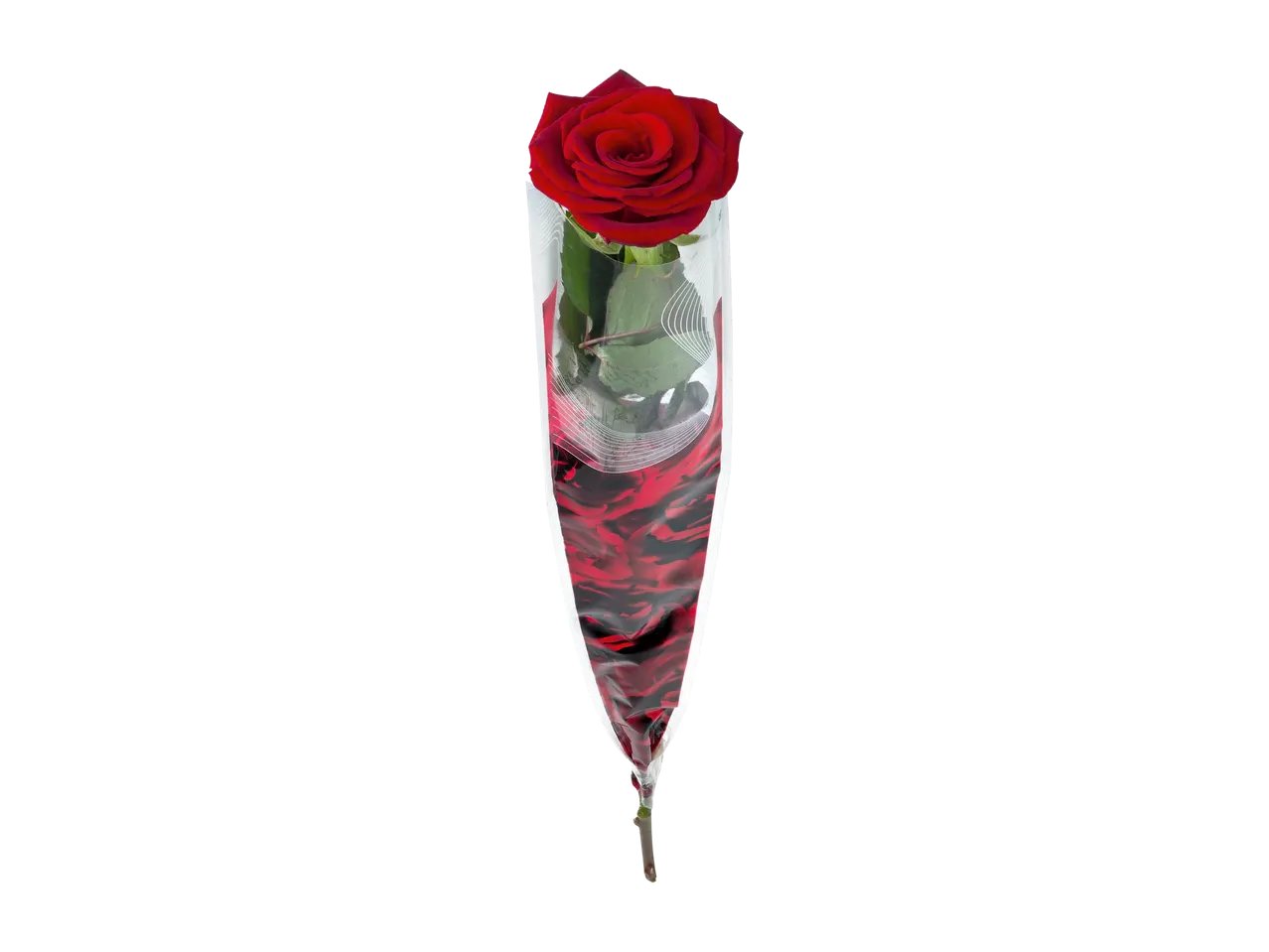 Rosa singola