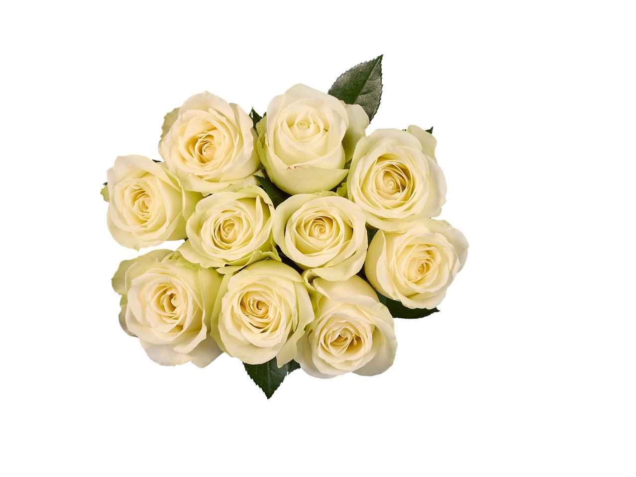 Mazzo di rose XXL