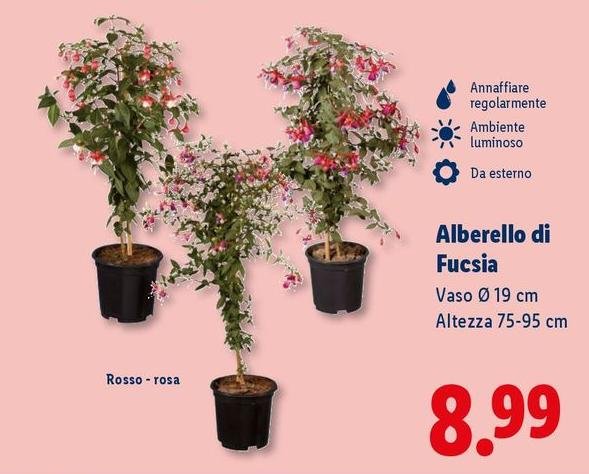 Alberello Di Fucsia