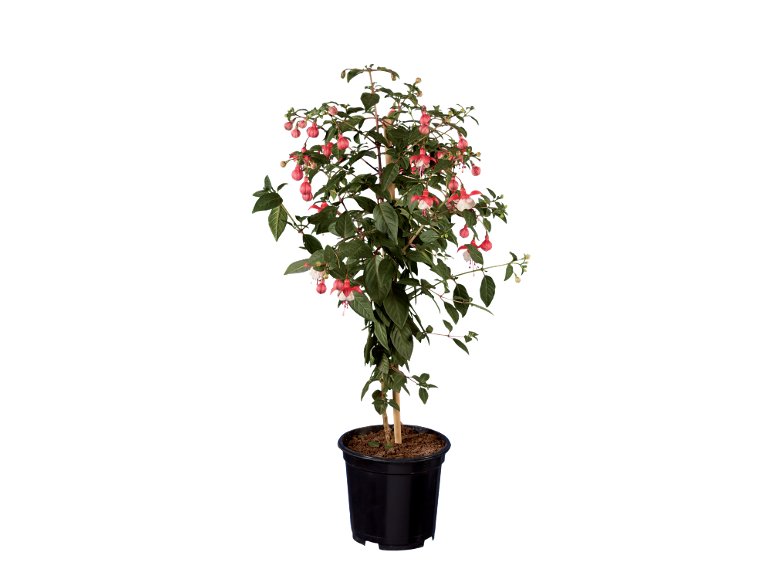 Alberello Di Fucsia