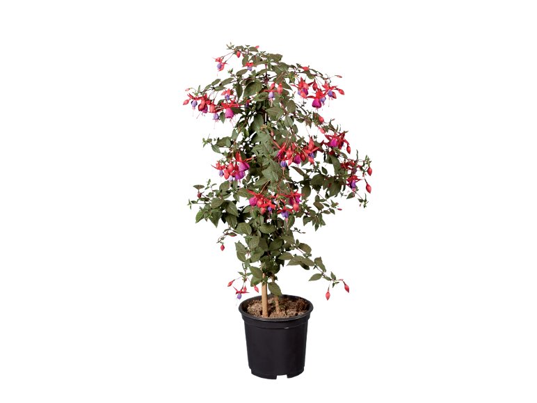 Alberello Di Fucsia