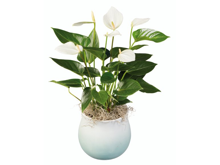 Anthurium "Super Mamma"
