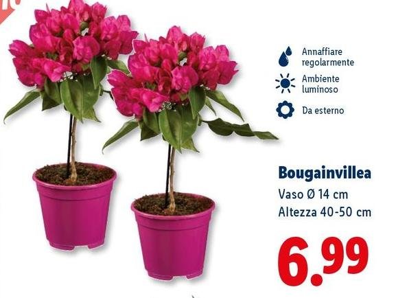Bougainvillea