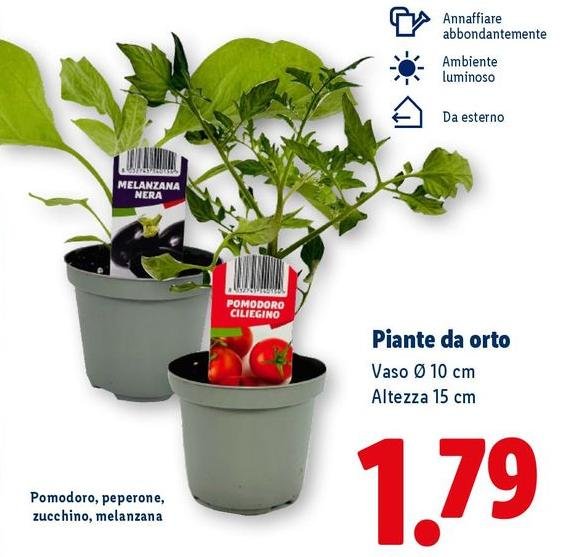 Piante Da Orto