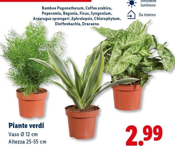 Piante Verdi