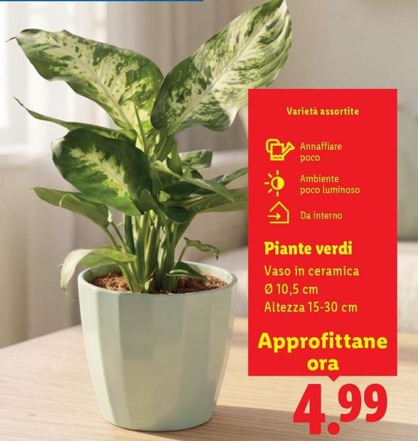 Piante Verdi