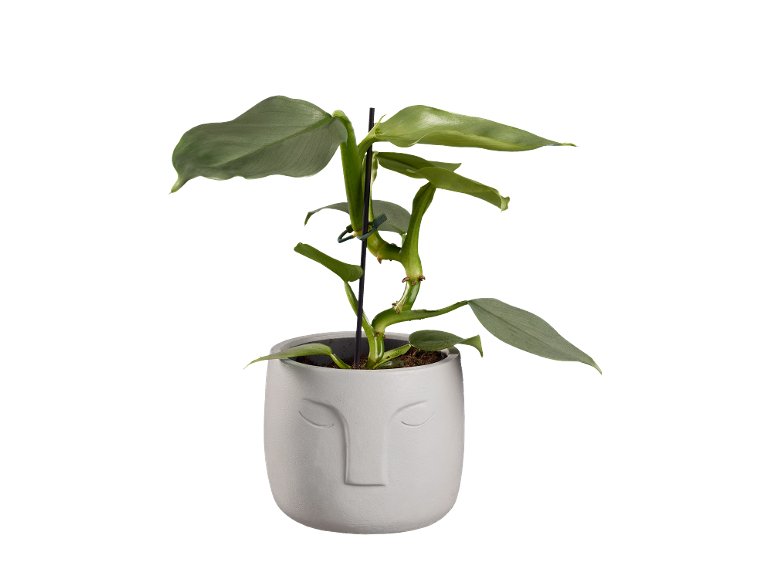 Piante verdi