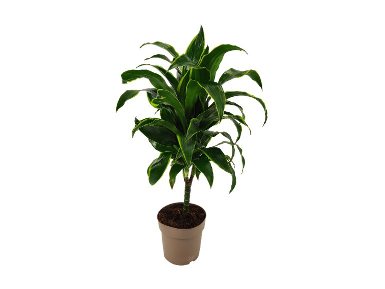 Piante verdi