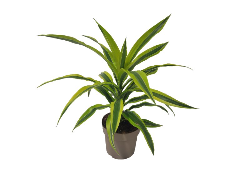 Piante Verdi