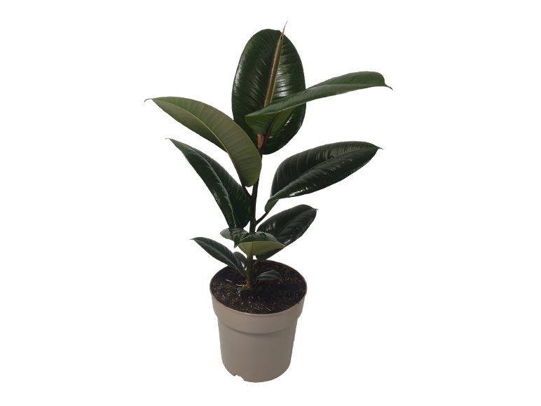 Piante Verdi