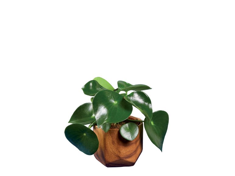 Piante Verdi