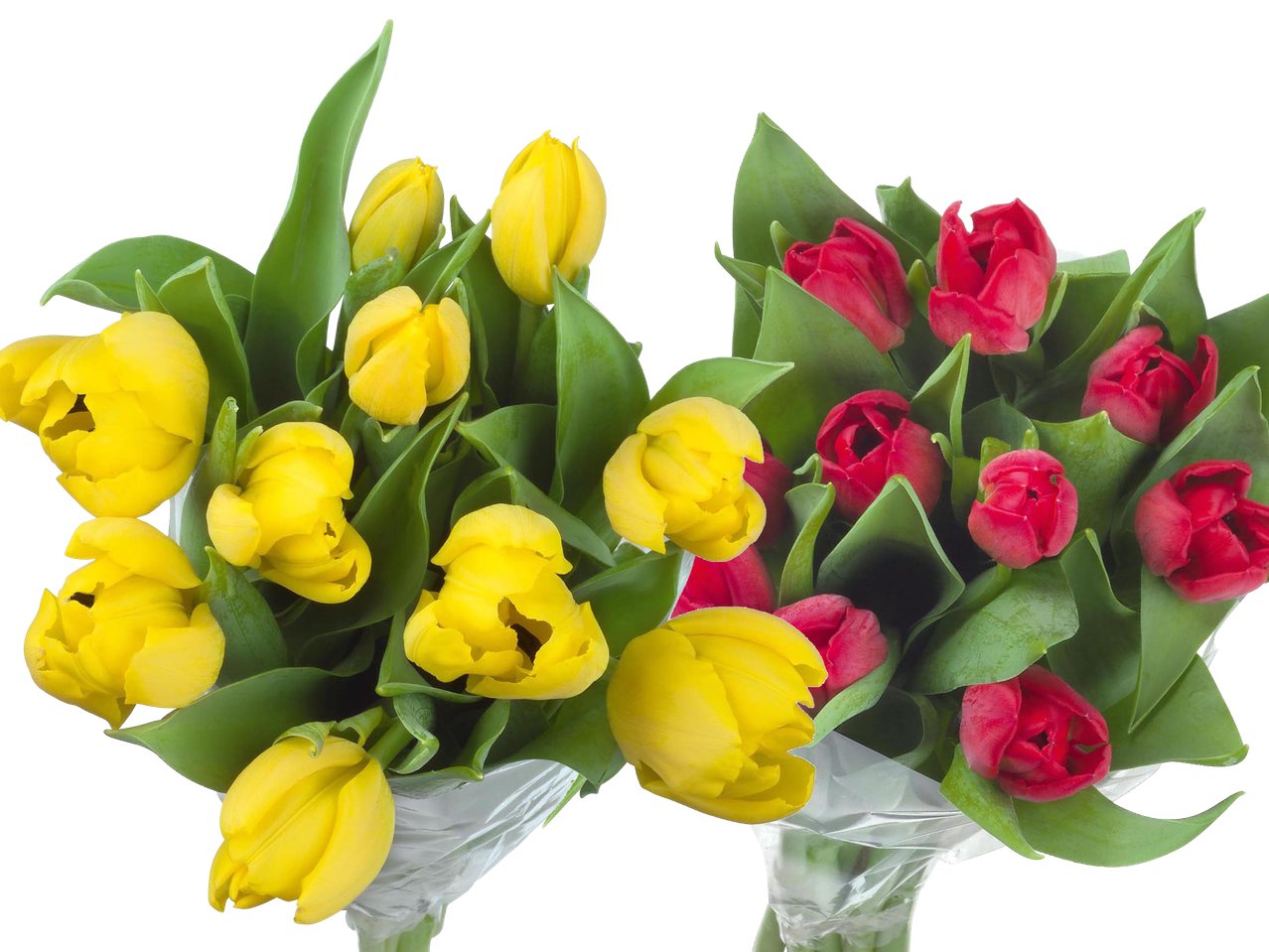 Mazzo di tulipani