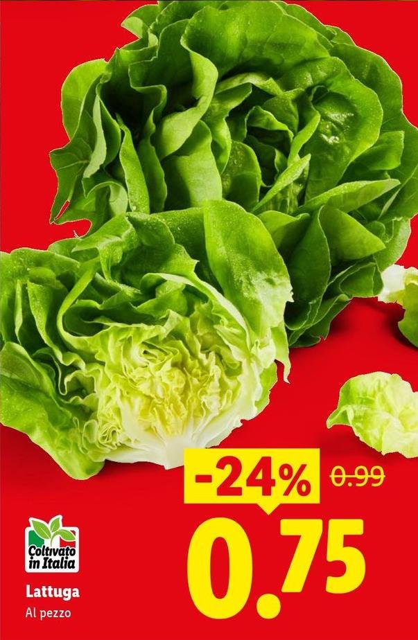 Lattuga