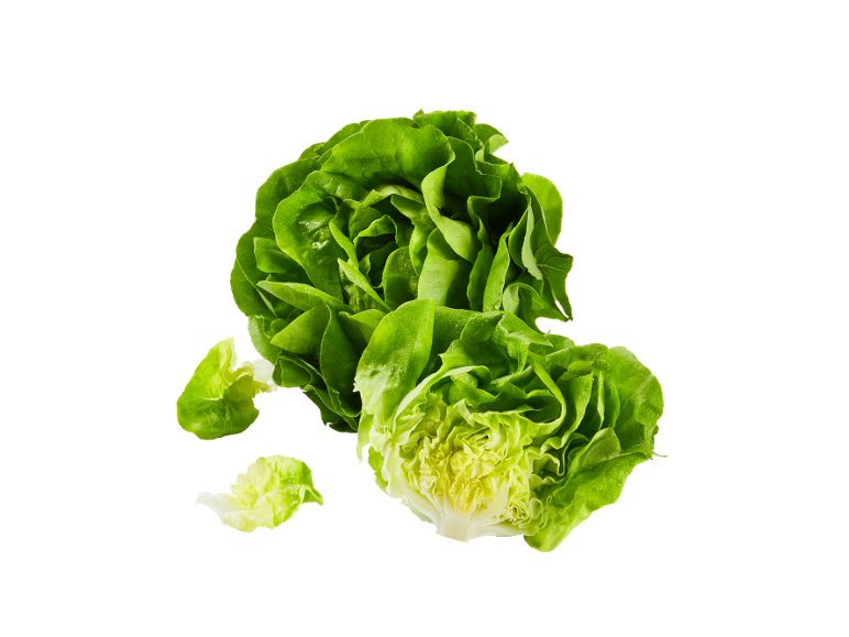 Lattuga