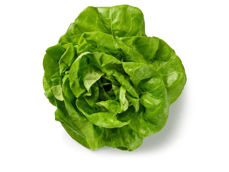 Lattuga