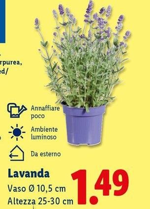 Lavanda