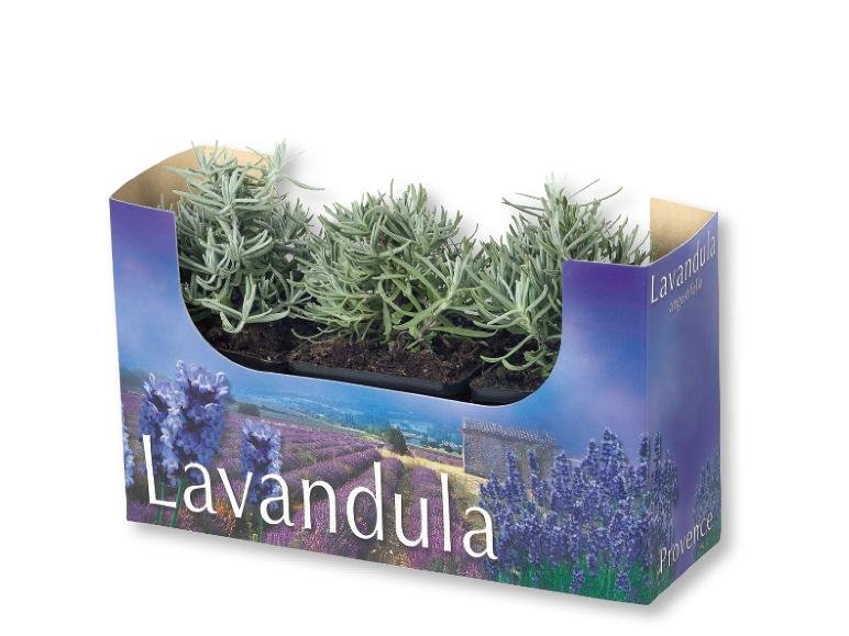 Lavanda