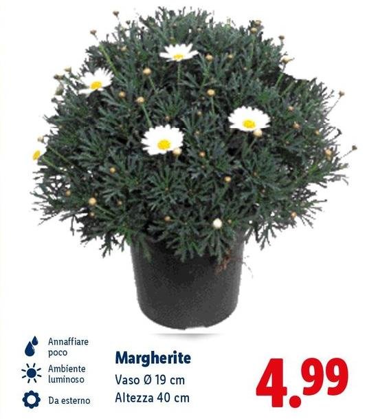 Margherite