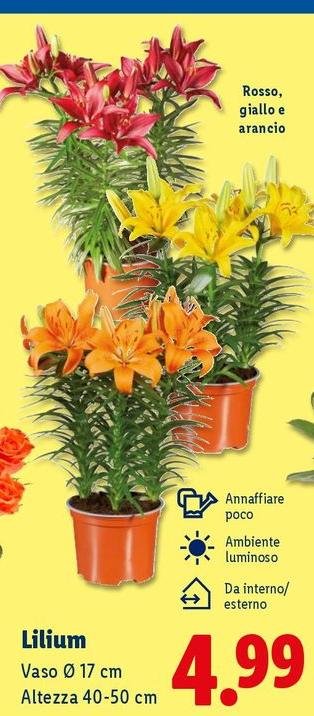 Lilium