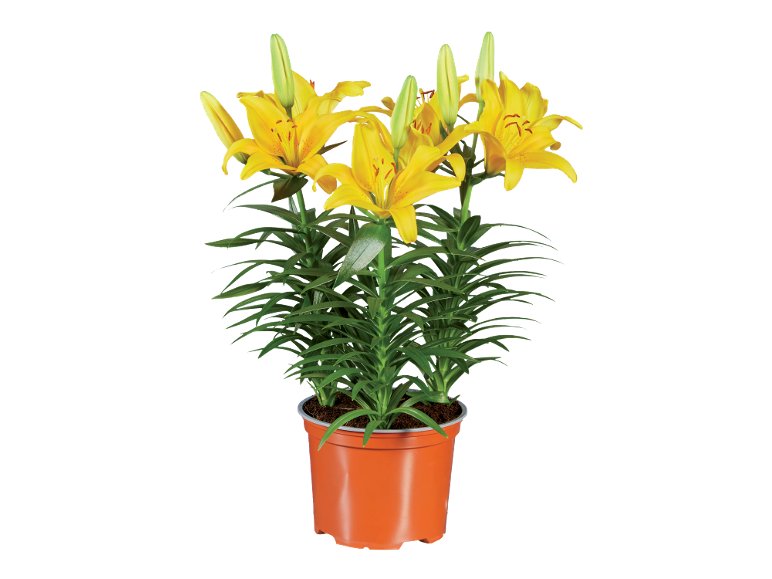 Lilium