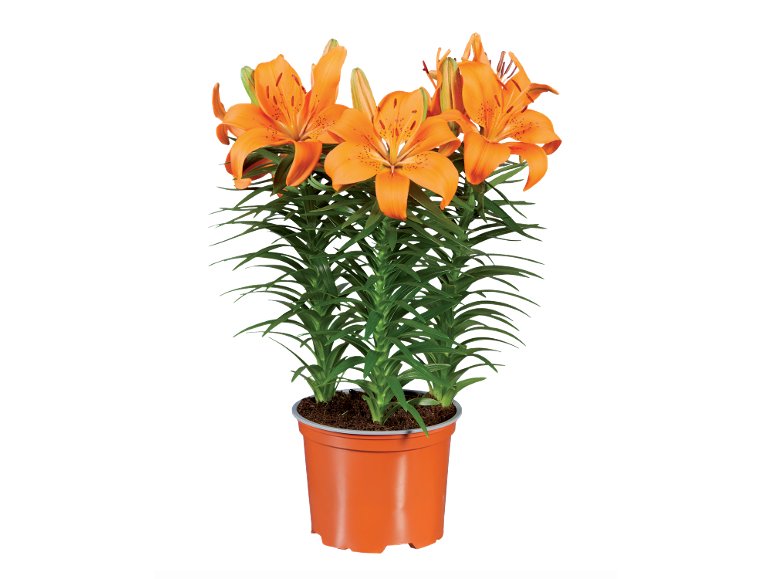 Lilium