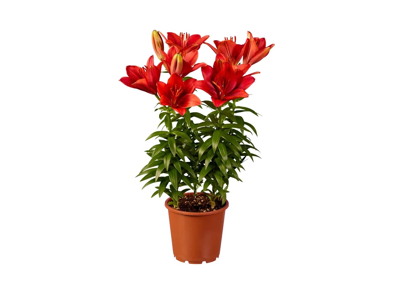 Lilium