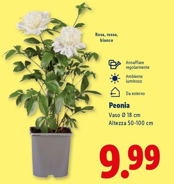 Peonia