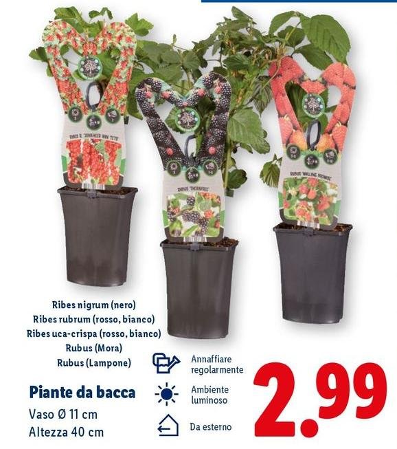 Piante Da Bacca