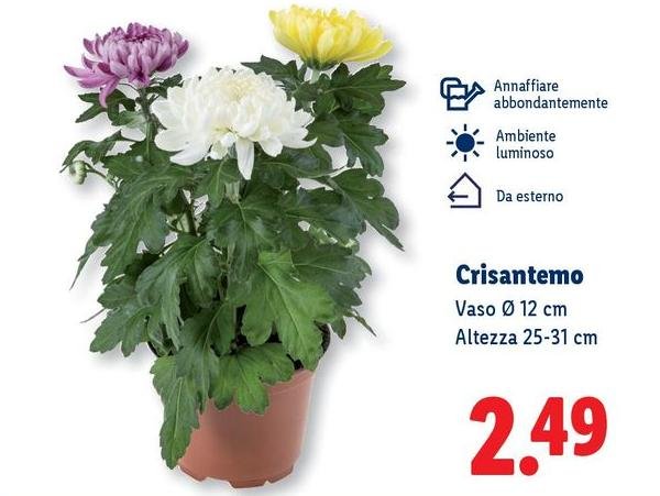 Crisantemo