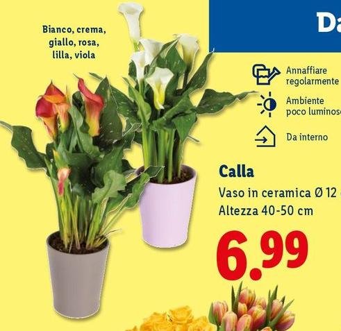 Calla