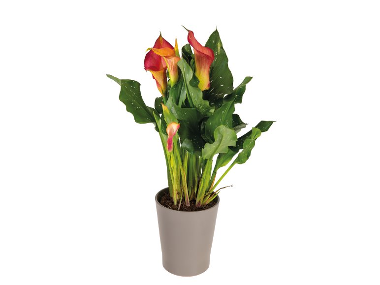 Calla