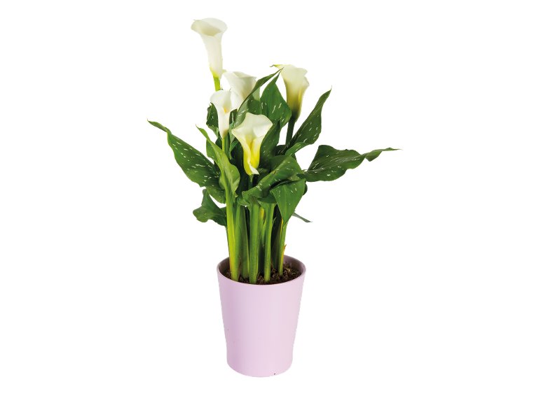 Calla