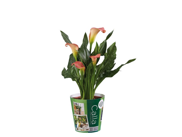 Calla