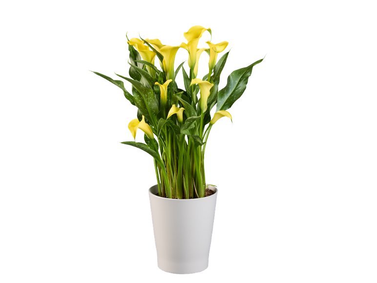 Calla