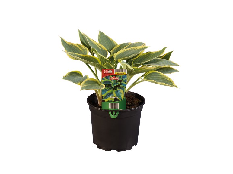 Hosta
