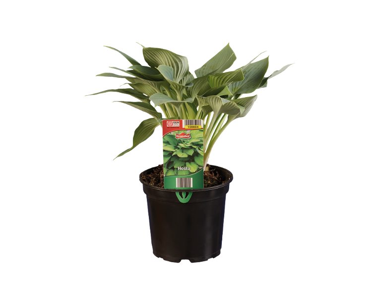 Hosta