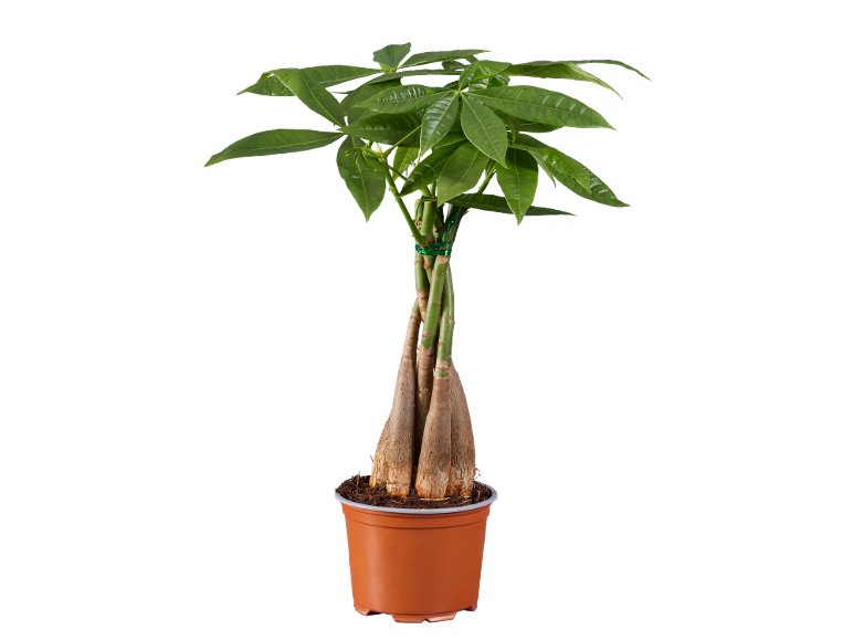 Ficus Ginseng o Pachira
