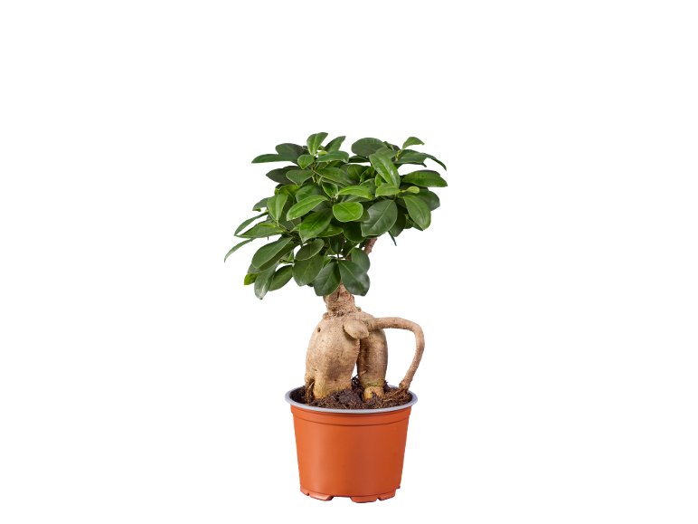 Ficus Ginseng o Pachira