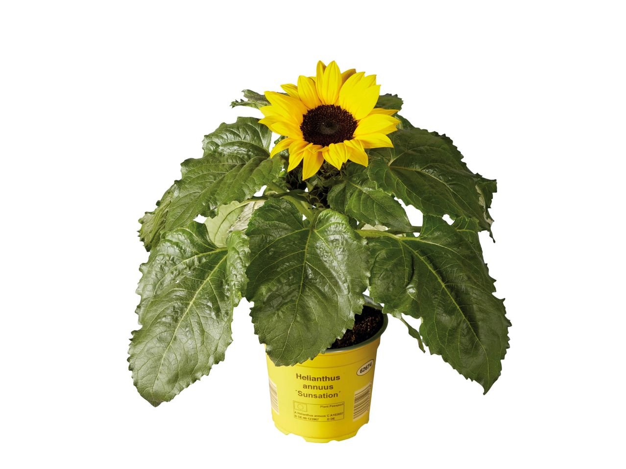 Pianta di Girasole