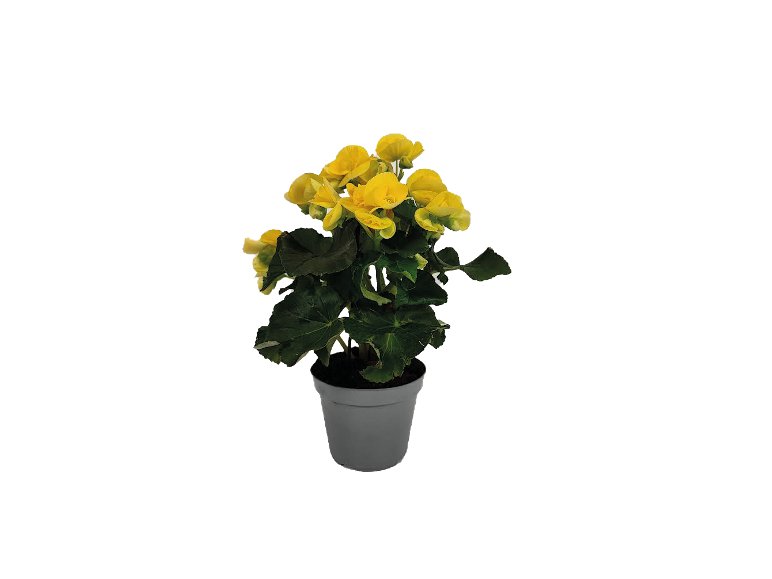 Begonia