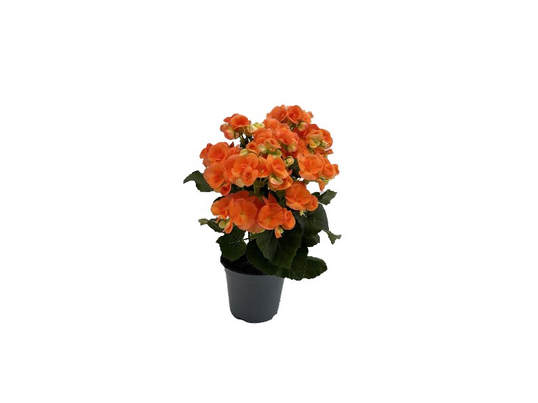 Begonia