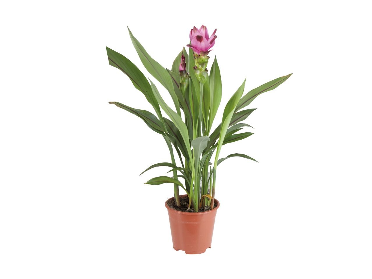 Curcuma