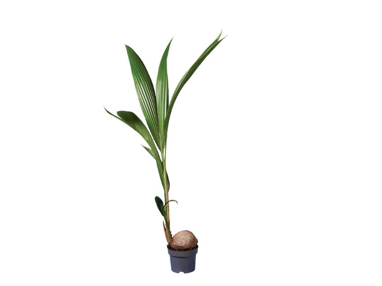 Palma da cocco