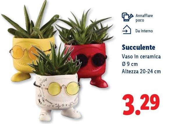 Succulente