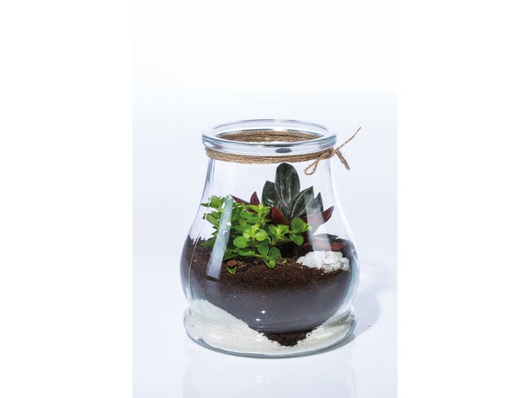 Succulente