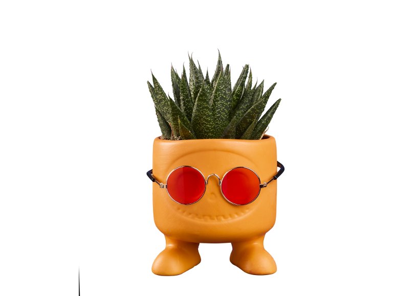 Succulente