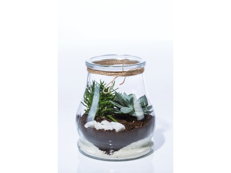 Succulente