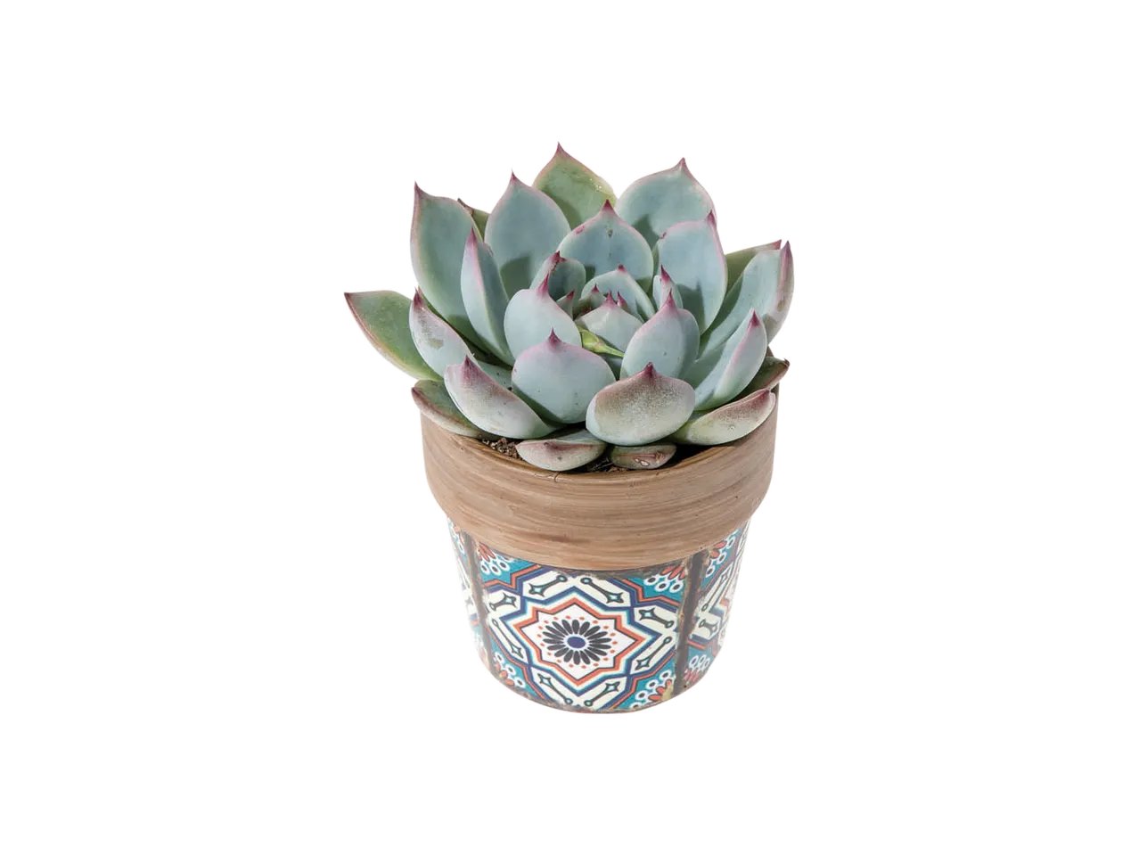 Succulente
