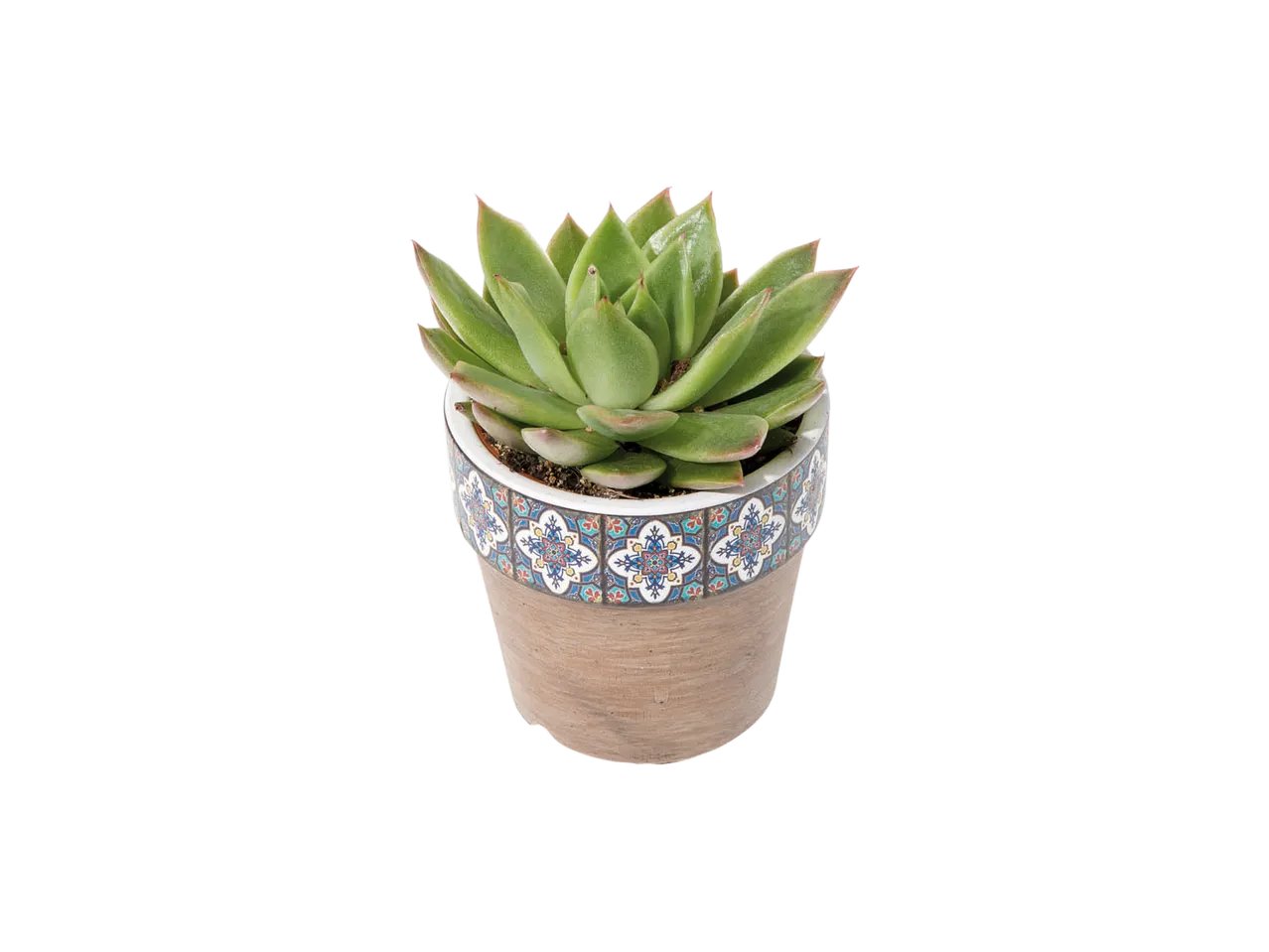 Succulente