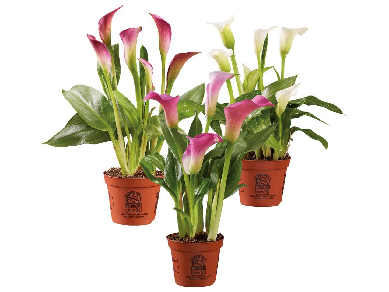 Calla da esterni